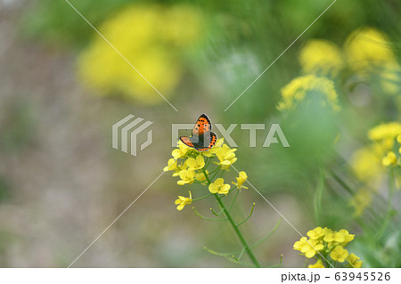 ベニシジミと菜の花 ベニシジミと菜の花 63945526