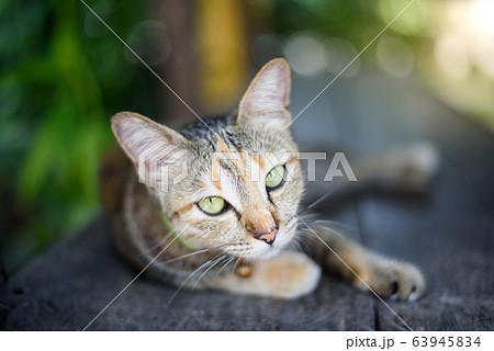 home cat portrait laying on wooden table in green 63945834