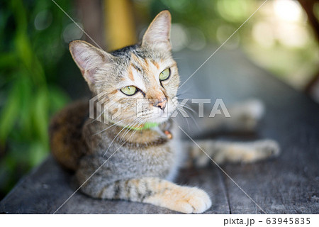 home cat portrait laying on wooden table in green home cat portrait laying on wooden table in green 63945835