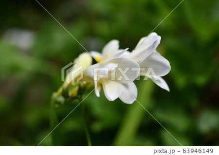 フリージア 63946149