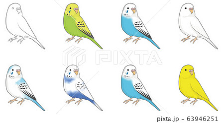 Budgerigar Female Stock Illustration