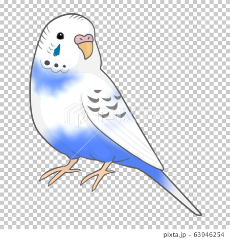 Budgerigar (female) 63946254