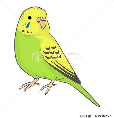 セキセイインコ(メス) 63946257