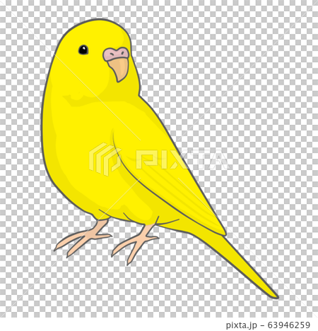 Budgerigar (female) 63946259
