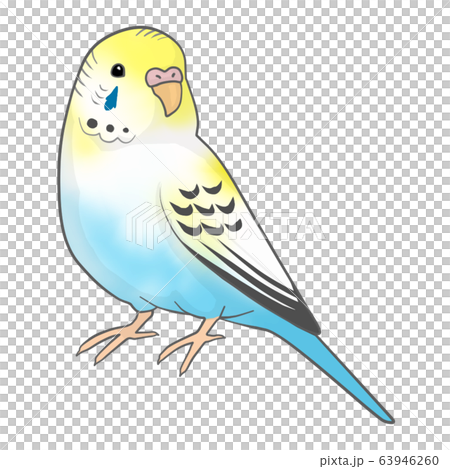 鸚哥（女） 63946260