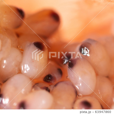 Red caviar in a shrimp as a background Red caviar in a shrimp as a background 63947860