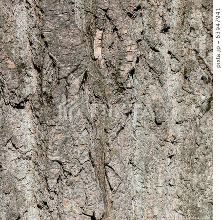 Tree bark as an abstract background 63947941