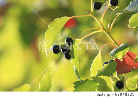 クスノキの実と紅葉した葉 63948220