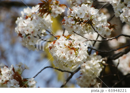 サクラ 63948221