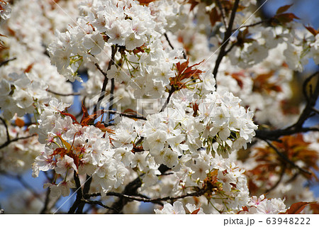 サクラ 63948222
