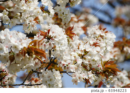 サクラ 63948223