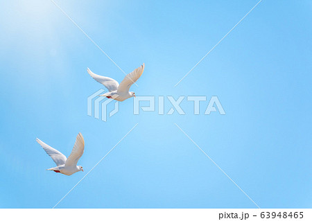 Two white doves fly in a clear blue sky. 63948465