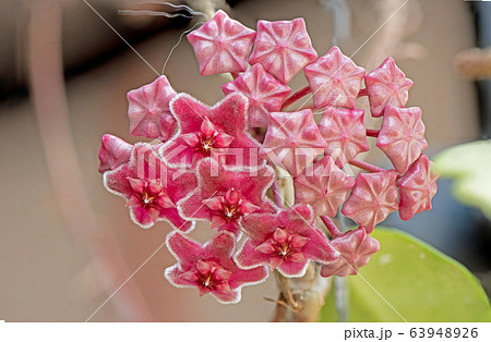 Blooming hoya flowers Close up Blooming hoya flowers Close up 63948926