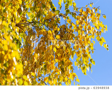 Yellow leaves on a tree in the fall 63948938