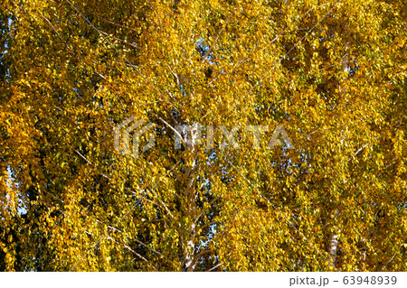 Yellow leaves on a tree in the fall Yellow leaves on a tree in the fall 63948939
