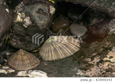 マツバガイ 63949343