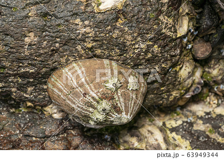 マツバガイ 63949344