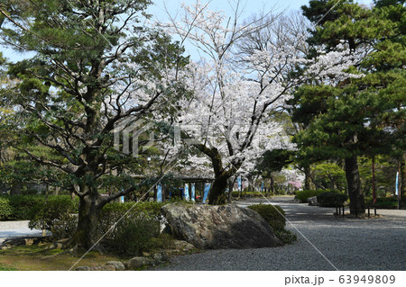 春の岐阜公園 63949809