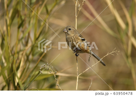 ベニマシコ ベニマシコ 63950478