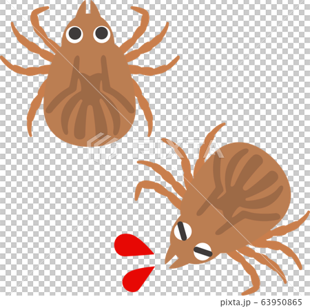 Ticks sucking blood 63950865