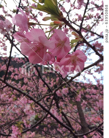 伊豆河津桜の花 63950868