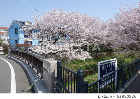 東京都小金井市の野川の桜（鞍尾根橋にて） 63950926