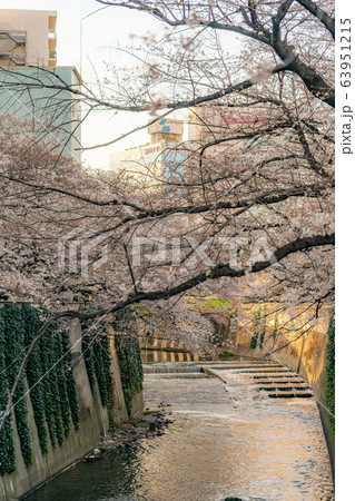 日本の春 神田川沿いの桜並木と夕日に染まる町並みの風景 63951215