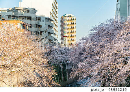 日本の春 神田川沿いの桜並木と夕日に染まる町並みの風景 63951216