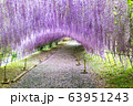 Wisteria Tunnel at Kawachi Fuji Garden 63951243
