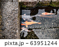 Japanese carp (Koi fish) swimming in canal of Shimabara  63951244