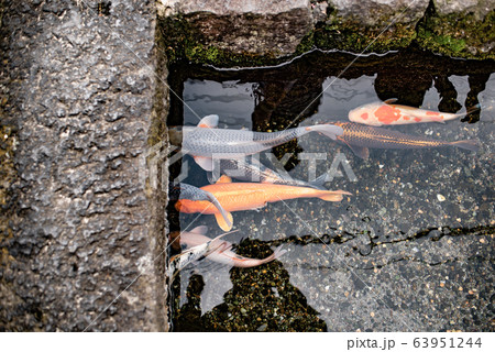 Japanese carp (Koi fish) swimming in canal of Shimabara  63951244