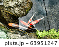 Japanese carp (Koi fish) swimming in canal of Shimabara 63951247