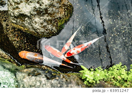 Japanese carp (Koi fish) swimming in canal of Shimabara Japanese carp (Koi fish) swimming in canal of Shimabara 63951247