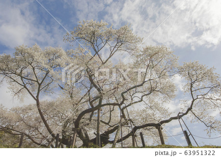 三隅太平桜 三隅太平桜 63951322