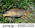 コイ　鯉　川魚 63951350