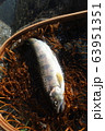 山女魚　ヤマメ　川魚 63951351
