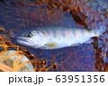 山女魚　ヤマメ　川魚 63951356