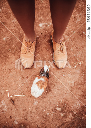 Guinea Pig near female feet (Cavia porcellus) Guinea Pig near female feet (Cavia porcellus) 63951369