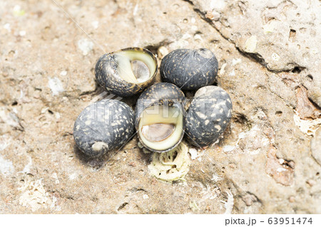 アマオブネ アマオブネ 63951474