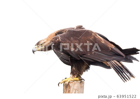 image of golden eagle side view on a white image of golden eagle side view on a white 63951522