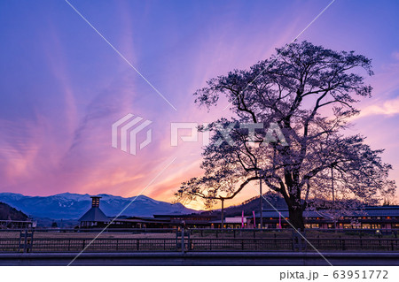 福島県　二本松市　道の駅安達の桜　万燈桜の夕景　ライトアップ 63951772