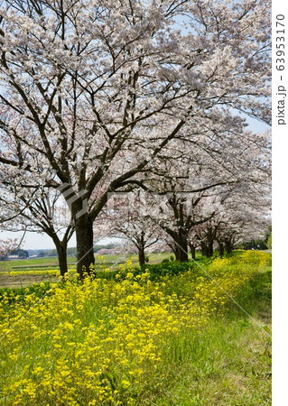 辰ノ口親水公園 茨城県常陸大宮市 辰ノ口親水公園 茨城県常陸大宮市 63953170