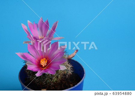 Blooming Pink Coryphantha elephantidens 63954880