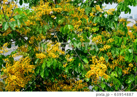 Pterocarpus macrocarpus, or the Burma padauk Pterocarpus macrocarpus, or the Burma padauk 63954887