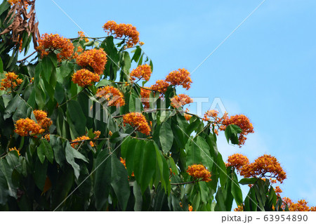 Yellow Saraca or Saracca thaipingensis Cantley ex Yellow Saraca or Saracca thaipingensis Cantley ex 63954890
