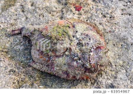 オニダルマオコゼ オニダルマオコゼ 63954967