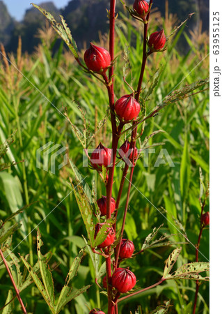 Jamaican Sorel, Roselle (Hibiscus sabdariffa) Jamaican Sorel, Roselle (Hibiscus sabdariffa) 63955125