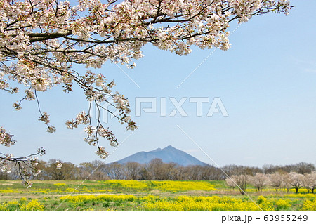春の母子島遊水地 63955249