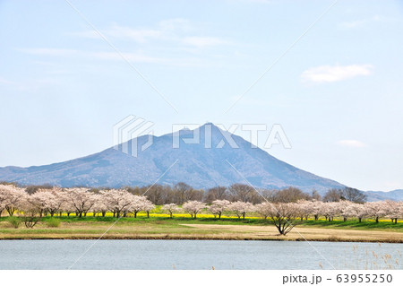 春の母子島遊水地 63955250