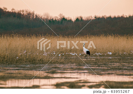 夕暮れの丹頂鶴 夕暮れの丹頂鶴 63955267